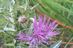 Galactites tomentosus_Kris Van Puymbroeck