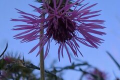 Galactites tomentosus_Kris Van Puymbroeck