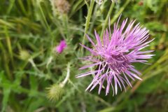 Galactites tomentosus_Merce Vallicrosa CC BY-NC