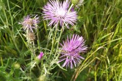 Galactites tomentosus_Merce Vallicrosa CC BY-NC