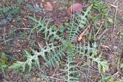 Galactites tomentosus_Merce Vallicrosa CC BY-NC