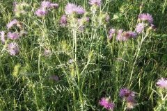 Galactites tomentosus_Montserrat Garcia