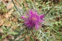 Galactites tomentosus_Montserrat Garcia