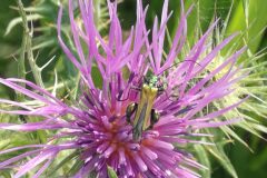Galactites tomentosus_Pep Alboquers CC BY-NC