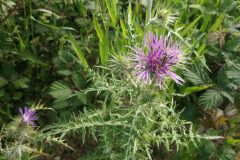 Galactites tomentosus_Pep Alboquers CC BY-NC