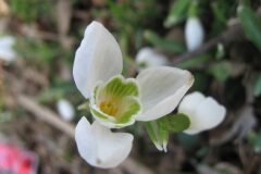 Galanthus nivalis_Jordi Puyuelo