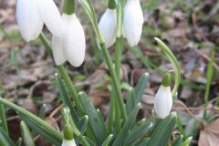 Galanthus nivalis_Jordi Puyuelo