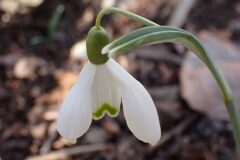 Galanthus nivalis_Merce Vallicrosa CC BY-NC