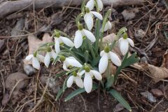 Galanthus nivalis_Merce Vallicrosa CC BY-NC