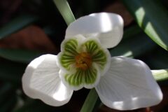 Galanthus nivalis_Merce Vallicrosa CC BY-NC