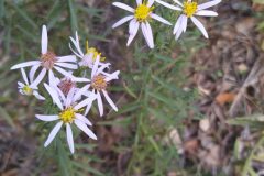 Galatella sedifolia_Merce Vallicrosa CC BY-NC