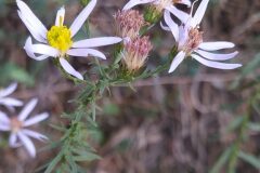 Galatella sedifolia_Merce Vallicrosa CC BY-NC