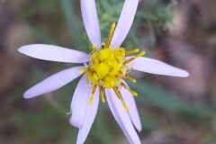 Galatella sedifolia_Merce Vallicrosa CC BY-NC