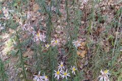 Galatella sedifolia_Merce Vallicrosa CC BY-NC