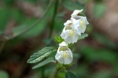 Galeopsis segetum_Joaquim Reberte