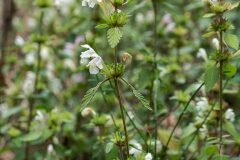 Galeopsis segetum_Joaquim Reberte