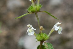Galeopsis segetum_Joaquim Reberte