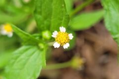 Galinsoga parviflora_Jordi Bassols CC BY-NC