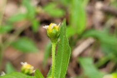 Galinsoga parviflora_Jordi Bassols CC BY-NC