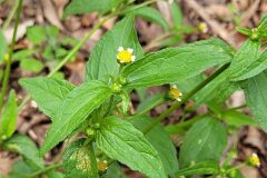 Galinsoga parviflora_Jordi Bassols CC BY-NC