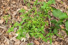 Galinsoga parviflora_Jordi Bassols CC BY-NC