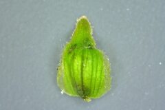 Galinsoga parviflora_Jordi Bassols CC BY-NC