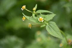 Galinsoga quadriradiata_Gabriel Huguet