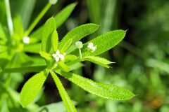 Galium aparine_Jordi Bassols CC BY-NC SA