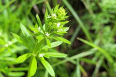 Galium aparine_Jordi Bassols CC BY-NC SA