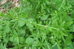 Galium aparine_Jordi Puyuelo