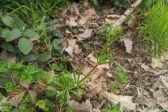 Galium aparine_Katarzyna Zarnowiec CC BY-SA