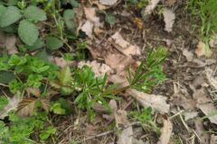 Galium aparine_Katarzyna Zarnowiec CC BY-SA