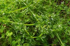 Galium aparine_Merce Vallicrosa CC BY-NC