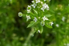 Galium aparine_Merce Vallicrosa CC BY-NC
