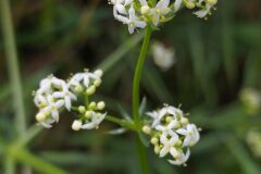 Galium lucidum lucidum_Merce Vallicrosa CC BY-NC