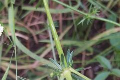 Galium lucidum lucidum_Merce Vallicrosa CC BY-NC