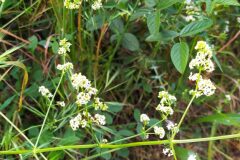 Galium lucidum lucidum_Merce Vallicrosa CC BY-NC