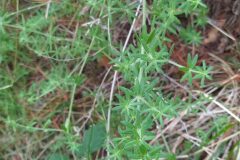Galium maritimum_Merce Vallicrosa CC BY-NC