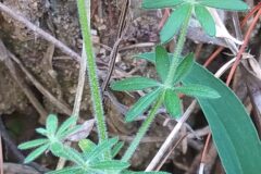 Galium maritimum_Merce Vallicrosa CC BY-NC