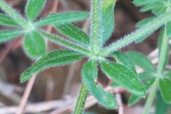 Galium maritimum_Merce Vallicrosa CC BY-NC