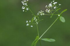Galium palustre_Joaquim Reberte