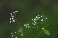 Galium palustre_Joaquim Reberte