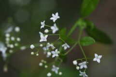 Galium palustre_Joaquim Reberte
