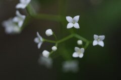 Galium palustre_Joaquim Reberte