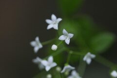 Galium palustre_Joaquim Reberte