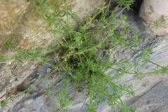 Galium parisiense_Pere Barnola CC BY-SA