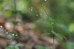 Galium scabrum_Joaquim Reberte