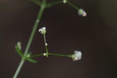 Galium scabrum_Joaquim Reberte