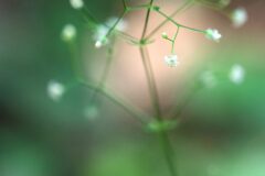 Galium scabrum_Joaquim Reberte