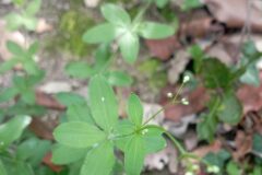 Galium scabrum_Jordi Espar CC BY